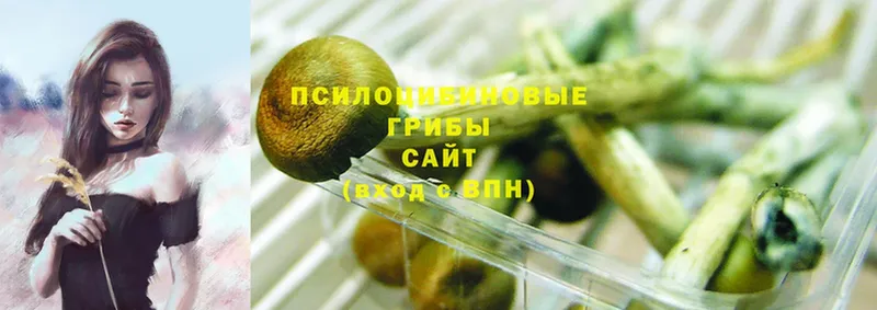 Галлюциногенные грибы Magic Shrooms  Зверево 